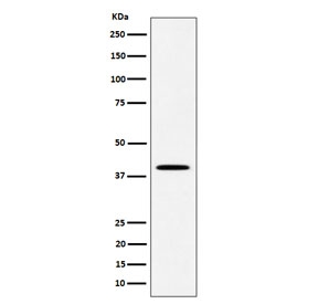 Western blot testing of human JAR cell lysate with DLX3 antibody. Predicted molecular weight ~32 kDa, commonly observed at 32-38 kDa.