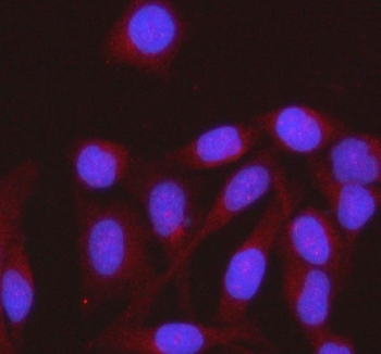 Immunofluorescent staining of FFPE human HeLa cells with HENMT1 antibody (red) and DAPI nuclear stain (blue). HIER: steam section in pH6 citrate buffer for 20 min.