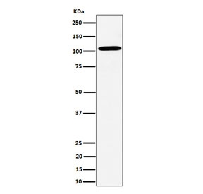 Western blot testing of human HepG2 cell lysate with USO1 antibody. Predicted molecular weight: ~108 kDa, routinely observed at 108~115 kDa.