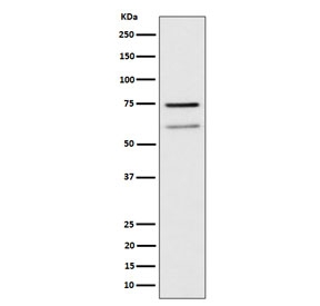 Western blot testing of human Raji cell lysate with WDR1 antibody. Predicted molecular weight: ~66 kDa and ~51 kDa (two isoforms).
