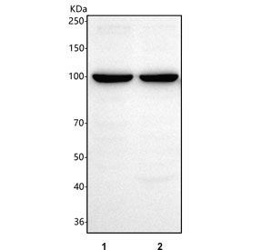 Western blot testing of human 1) HEL and 2) RT4 cell lysate with SLFN13 antibody. Predicted molecular weight ~102 kDa.