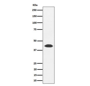 Western blot testing of human 293T cell lysate with NUDT19 antibody. Predicted molecular weight ~42 kDa.