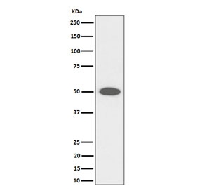 Western blot testing of human HeLa cell lysate with CEP43 antibody. Predicted molecular weight ~43 kDa.