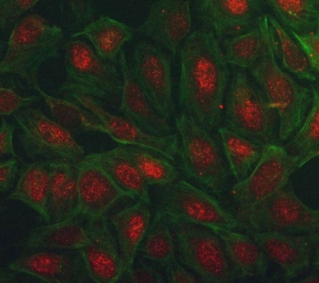 Immunofluorescent staining of FFPE human U-2 OS cells with PEG3 antibody (red) and Phalloidin-iFluor 488 conjugate (green). HIER: steam section in pH6 citrate buffer for 20 min.