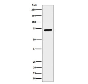 Western blot testing of human HeLa cell lysate with CTPS1 antibody. Predicted molecular weight ~67 kDa.