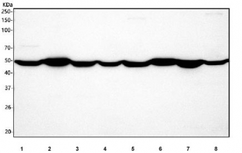 Western blot testing of 1) rat brain, 2) rat skeletal muscle, 3) rat liver, 4) rat C6, 5) mouse brain, 6) mouse skeletal muscle, 7) mouse liver and 8) mouse NIH 3T3 cell lysate with CALR antibody. Predicted molecular weight ~48 kDa but routinely observed at 55~60 kDa.