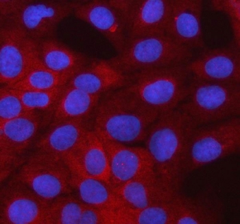 Immunofluorescent staining of FFPE human U-2 OS cells with SMTNL2 antibody (red) and DAPI nuclear stain (blue). HIER: steam section in pH6 citrate buffer for 20 min.