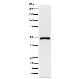 Western blot testing of human HepG2 cell lysate with recombinant PAH antibody. Predicted molecular weight ~52 kDa.