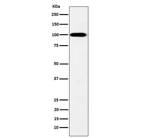 Western blot testing of human K562 cell lysate with Myosin XIX antibody. Predicted molecular weight ~109 kDa.