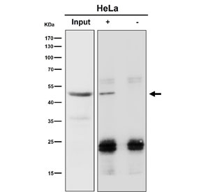 Immunoprecipitation of RBMXL2 protein from 500ug of human HeLa whole cell lysate using RBMXL2 antibody at 1:50 (Western blot done at 1:1000).