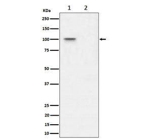 Western blot testing of lysate from human 293T cells, untreated (1) and Lambda Phosphatase treated (2), with Phospho-Nucleolin antibody.