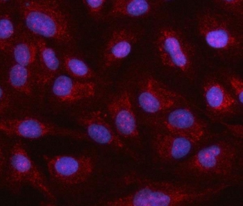 Immunofluorescent staining of FFPE human A549 cells with Heat shock 70 kDa protein 12A antibody (red) and DAPI nuclear stain (blue). HIER: steam section in pH6 citrate buffer for 20 min.