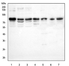 Western blot testing of 1) human HeLa, 2) human 293T, 3) human SiHa, 4) human A431, 5) rat brain, 6) mouse brain and 7) mouse thymus tissue lysate with LMF2 antibody. Predicted molecular weight ~80 kDa, ~77 kDa, ~67 kDa (three isoforms).