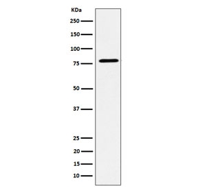 Western blot testing of human MCF7 cell lysate with EXOC3 antibody. Predicted molecular weight ~85 kDa.