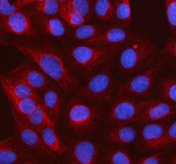 Immunofluorescent staining of FFPE human U-2 OS cells with SLC37A3 antibody (red) and DAPI nuclear stain (blue). HIER: steam section in pH6 citrate buffer for 20 min.