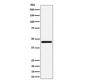 Western blot testing of human HepG2 cell lysate with GNA13 antibody. Predicted molecular weight ~33 kDa.