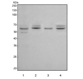 Western blot testing of 1) rat testis, 2) rat brain, 3) mouse testis and 4) mouse brain tissue lysate with SLC13A4 antibody. Predicted molecular weight ~69 kDa with three potential smaller isoforms.