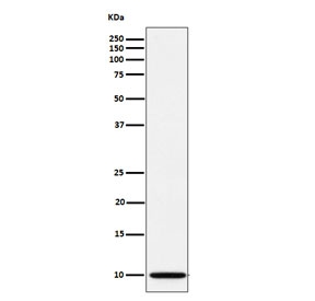 Western blot testing of human A673 cell lysate with NDUFA1 antibody. Predicted molecular weight ~8 kDa.