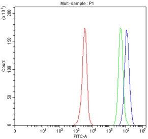 Flow cytometry testing of fixed and permeabilized human JK cells with SLAIN1 antibody at 1ug/million cells (blocked with goat sera); Red=cells alone, Green=isotype control, Blue= SLAIN1 antibody.