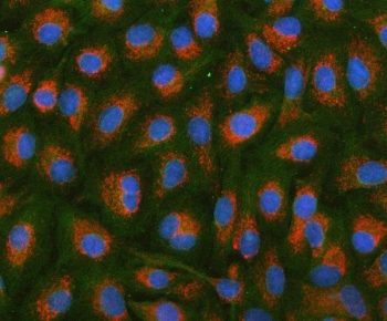 Immunofluorescent staining of FFPE human HSDL2 cells with PAPSS2 antibody (red), Phalloidin-iFluor 488 (green) and DAPI nuclear stain (blue). HIER: steam section in pH6 citrate buffer for 20 min.