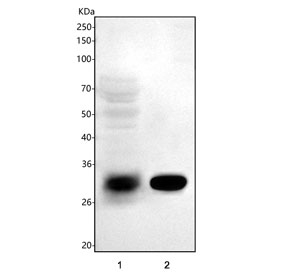 Western blot testing of 1) human placenta and 2) RH35 cell lysate with TFPI2 antibody. Expected molecular weight: ~27 kDa (unmodified), 30-35 kDa (glycosylated).