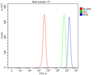 Flow cytometry testing of fixed and permeabilized human JK cells with RPE antibody at 1ug/million cells (blocked with goat sera); Red=cells alone, Green=isotype control, Blue= RPE antibody.