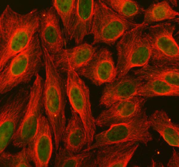 Immunofluorescent staining of FFPE human U-2 OS cells with PDCD2 antibody (green) and Alpha Tubulin mAb (red). HIER: steam section in pH6 citrate buffer for 20 min.