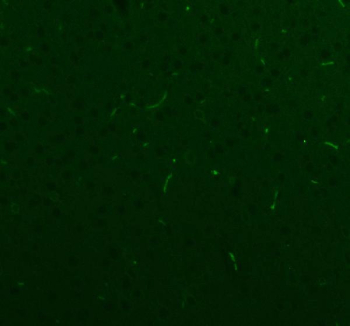Immunofluorescent staining of FFPE rat brain tissue with NES antibody. HIER: steam section in pH8 EDTA buffer for 20 min.