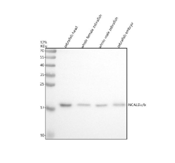 Western blot analysis of Ncalda/b protein using Ncald antibody and 1) zebrafish head 2) whole female zebrafish, 3) whole male zebrafish and 4) zebrafish embryo tissue lysate. Expected molecular weight ~22 kDa.