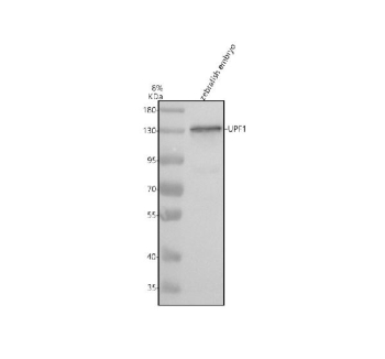 Western blot analysis of Upf1 protein using Upf1 antibody and zebrafish embryo tissue lysate. The predicted molecular weight of Upf1 is 124 kDa.