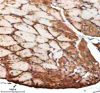 Immunohistochemical analysis of Ide protein using Zebrafish Ide antibody and paraffin-embedded zebrafish muscle tissue. HIER: boil tissue sections in pH8 EDTA for 20 min and allow to cool before testing.