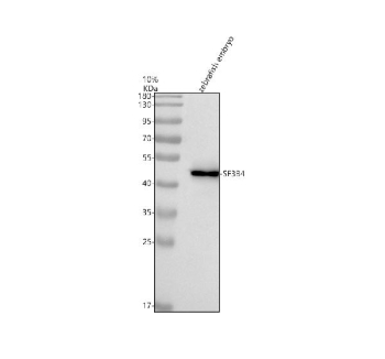 Western blot analysis of Sf3b4 protein using Zebrafish Sf3b4 antibody and zebrafish embryo tissue lysate. The predicted molecular weight of Sf3b4 is ~49 kDa.