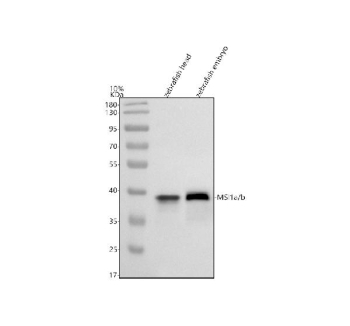 Western blot analysis of Msi1a/b protein using Zebrafish Msi1 antibody and zebrafish 1) head and 2) embryo tissue lysate. Predicted molecular weight ~39 kDa.