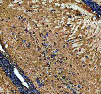 Immunohistochemical analysis of Metap2a/b protein using Zebrafish Metap2 antibody and paraffin-embedded zebrafish brain tissue. HIER: boil tissue sections in pH8 EDTA for 20 min and allow to cool before testing.