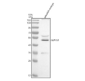 Western blot analysis of Sephs1 protein using Zebrafish Sephs1 antibody and zebrafish embryo tissue lysate. The predicted molecular weight of Sephs1 is ~43 kDa.
