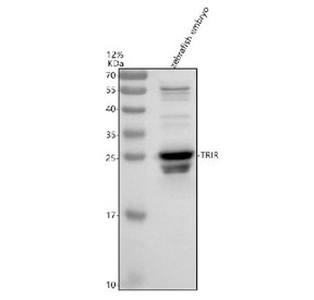 Western blot analysis of Trir protein using Zebrafish Trir antibody and zebrafish embryo tissue lysate. The predicted molecular weight of Trir is ~18 kDa, commonly observed at 18-28 kDa.