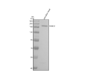 Western blot analysis of Madd protein using Madd antibody and zebrafish head tissue lysate. The predicted molecular weight of Madd is ~183 kDa.