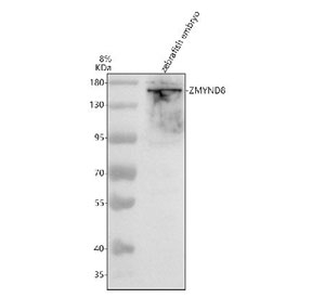 Western blot analysis of Zmynd8 protein using Zebrafish Zmynd8 antibody and zebrafish embryo tissue lysate. Predicted molecular weight ~132 kDa, commonly observed at 132-180 kDa.