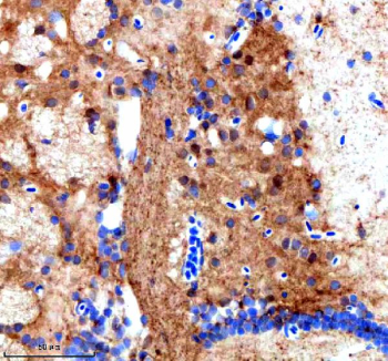 IHC staining of FFPE zebrafish brain tissue with Zebrafish Srsf3 antibody. HIER: boil tissue sections in pH8 EDTA for 20 min and allow to cool before testing.
