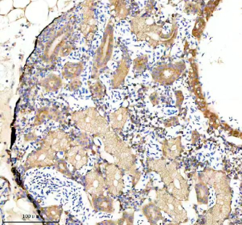 IHC staining of FFPE zebrafish kidney tissue with Zebrafish Gabarap antibody. HIER: boil tissue sections in pH8 EDTA for 20 min and allow to cool before testing.