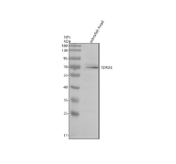 Western blot analysis of Tdrd3 protein using Zebrafish Tdrd3 antibody and zebrafish head tissue lysate. The predicted molecular weight of Tdrd3 is ~73 kDa.