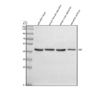 Western blot analysis of EED protein using Zebrafish Eed antibody and 1) zebrafish head, 2) whole female zebrafish, 3) whole male zebrafish and 4) zebrafish embryo tissue lysate. Predicted molecular weight ~51 kDa.