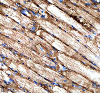 Immunohistochemical analysis of Stip1 protein using Zebrafish Stip1 antibody and paraffin-embedded zebrafish skeletal muscle tissue. HIER: boil tissue sections in pH8 EDTA for 20 min and allow to cool before testing.