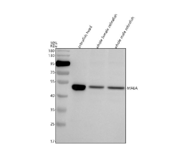 Western blot analysis of MAEA protein using Zebrafish Maea antibody and 1) zebrafish head, 2) whole female zebrafish and 3) whole male zebrafish tissue lysate. Predicted molecular weight ~45 kDa.