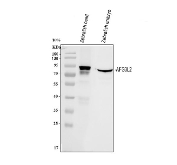 Western blot analysis of Zebrafish Afg3l2 protein using Zebrafish Afg3l2 antibody and 1) zebrafish head and 2) zebrafish embryo tissue lysate. Predicted molecular weight ~89 kDa.