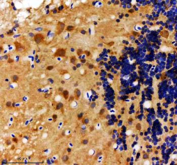 Immunohistochemical analysis of Hs2st1a/b protein using Zebrafish Hs2st1 antibody and paraffin-embedded zebrafish brain tissue. HIER: boil tissue sections in pH8 EDTA for 20 min and allow to cool before testing.