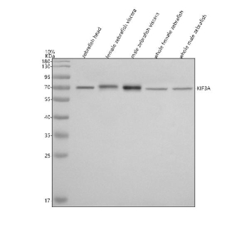 Western blot analysis of Kif3a protein using Zebrafish Kif3a antibody and 1) zebrafish head, 2) female zebrafish viscera, 3) male zebrafish viscera, 4) whole female zebrafish and 5) whole male zebrafish tissue lysate. Predicted molecular weight ~80 kDa commonly observed at 70-80 kDa.