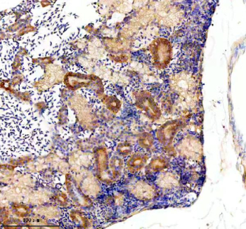 Immunohistochemical analysis of Glula/b protein using Zebrafish Glutamine synthetase antibody and paraffin-embedded zebrafish kidney tissue. HIER: boil tissue sections in pH8 EDTA for 20 min and allow to cool before testing.