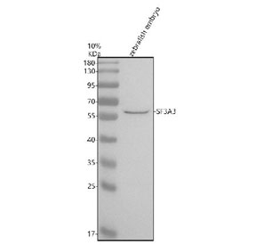 Western blot analysis of Sf3a3 protein using Zebrafish Sf3a3 antibody and zebrafish embryo tissue lysate. The predicted molecular weight of Sf3a3 is ~59 kDa.