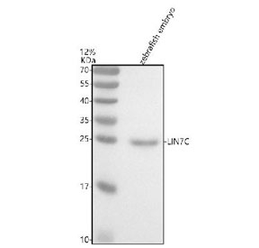 Western blot analysis of Lin7c protein using Zebrafish Lin7c antibody and zebrafish embryo tissue lysate. The predicted molecular weight of LIN7C is ~22 kDa.